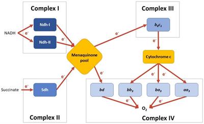 Quantitative proteomics reveals oxygen-induced adaptations in Caldalkalibacillus thermarum TA2.A1 microaerobic chemostat cultures